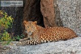 Leopard Safari in Jawai