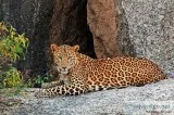 Jungle Safari in Jawai