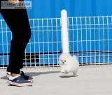 Beautiful Purebred Pomeranian Puppies