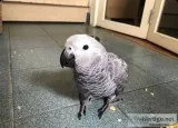 African grey parrot