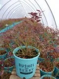 Buy Peach Sorbet&reg Blueberry Plant -  2 Gallon Pot