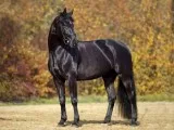 Will Ride or Groom Your Horse