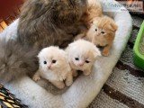 fluffy kitties scottish fold kittens.