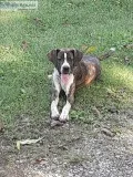 Male Boxer Mix North MS
