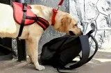 Sniffer Dogs in Chennai  Marshallsecurity.in
