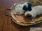 Shih tzu puppies