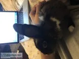 FOR SALE male rabbit