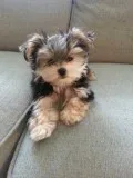 Male Yorkie 13 Weeks Old
