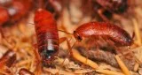 Pest Exterminator Services in Brampton