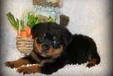 Rottweiler puppies