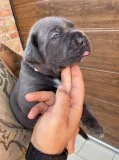 Miniature Cane corso Puppies Available
