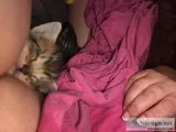 Free kittens