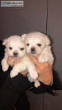 Adorable outstanding Maltese puppies