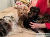 Yorkie  Pugs