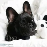 Puppy Pet Shop in Delhi Ncr