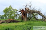 Identifying Dangerous Trees