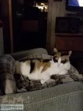 calico cat.