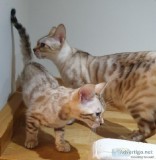 stunning Bengal kittens.