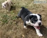 AKC English Bulldogs