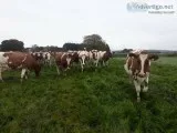 Ayrshires Heifers for your herd