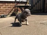 Home french bulldog puppies ready now