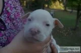 Free pitbullpuppies