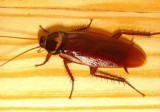 Cockroach Control Brisbane  Treatment and Removal Services