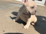 Charming french bulldog puppies ready now
