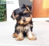 yorkie male and female for sale