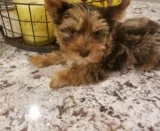 Charming Yorkshire Terrier