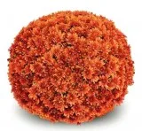 Shop Aduro Orange Garden Mum - 9&quot Pot Online