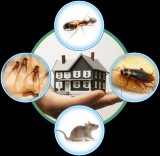 Rat control services surrey  Top Line Pest Control Service