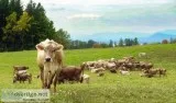 Select group of Brown Swiss Heifers