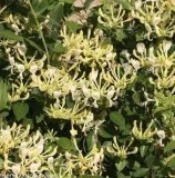 Buy Lonicera Scentsation Honeysuckle - 2 Gallon Pot