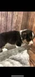 Welsh Pembroke Corgis puppies
