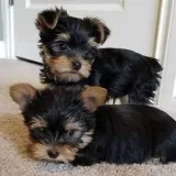 Teacup Yorkie pups