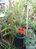 fruit trees and plants