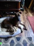 Free Dog to a Good Home