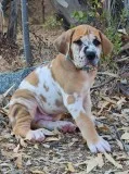 Great dane harlequin puppy
