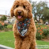 Golden doodle puppies