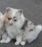 Super teacup poms pups