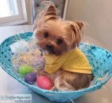 yorkie male and female for sale