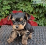 yorkie puppies
