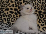 Ragdoll kittens for good homes