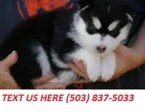 Siberian Husky-puppy