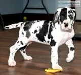 Great Dane puppies for sale