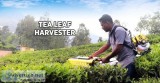 Tea Leaf harvester  Agriculture Tools