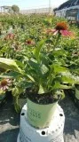 Echinacea Green Twister Coneflower for Sale - 1 Gallon