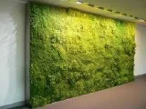 Searching Grass wall
