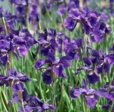 Purchase Iris-Siberian Caesars Brother - 1 Gallon Pot
